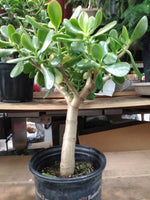 Large Jade Plant - G & J Florist