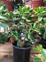 Large Jade Plant - G & J Florist