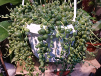 String of Pearls hanging plant - G & J Florist