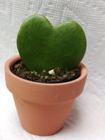 Hoya Kerrii / Sweetheart Plant / Valentine Hoya - G & J Florist