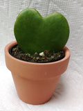 Hoya Kerrii / Sweetheart Plant / Valentine Hoya - G & J Florist