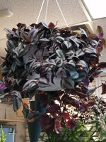 wandering jew ( Tradescantia Zebrina) handing plant - G & J Florist