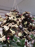 wandering jew ( Tradescantia Zebrina) handing plant - G & J Florist