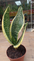 Small Snake Plant - G & J Florist