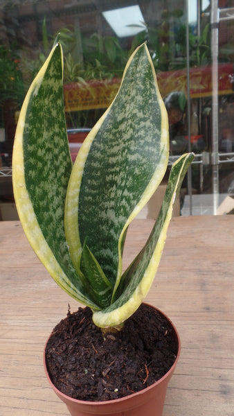 Small Snake Plant - G & J Florist