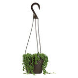 String of tear hanging plant - G & J Florist